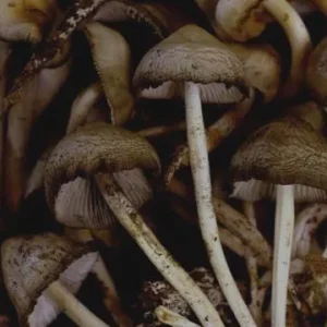 Psychedelic Mushrooms