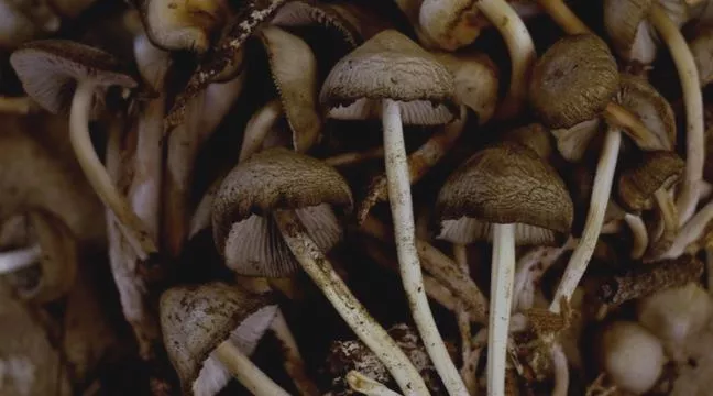 Psychedelic Mushrooms